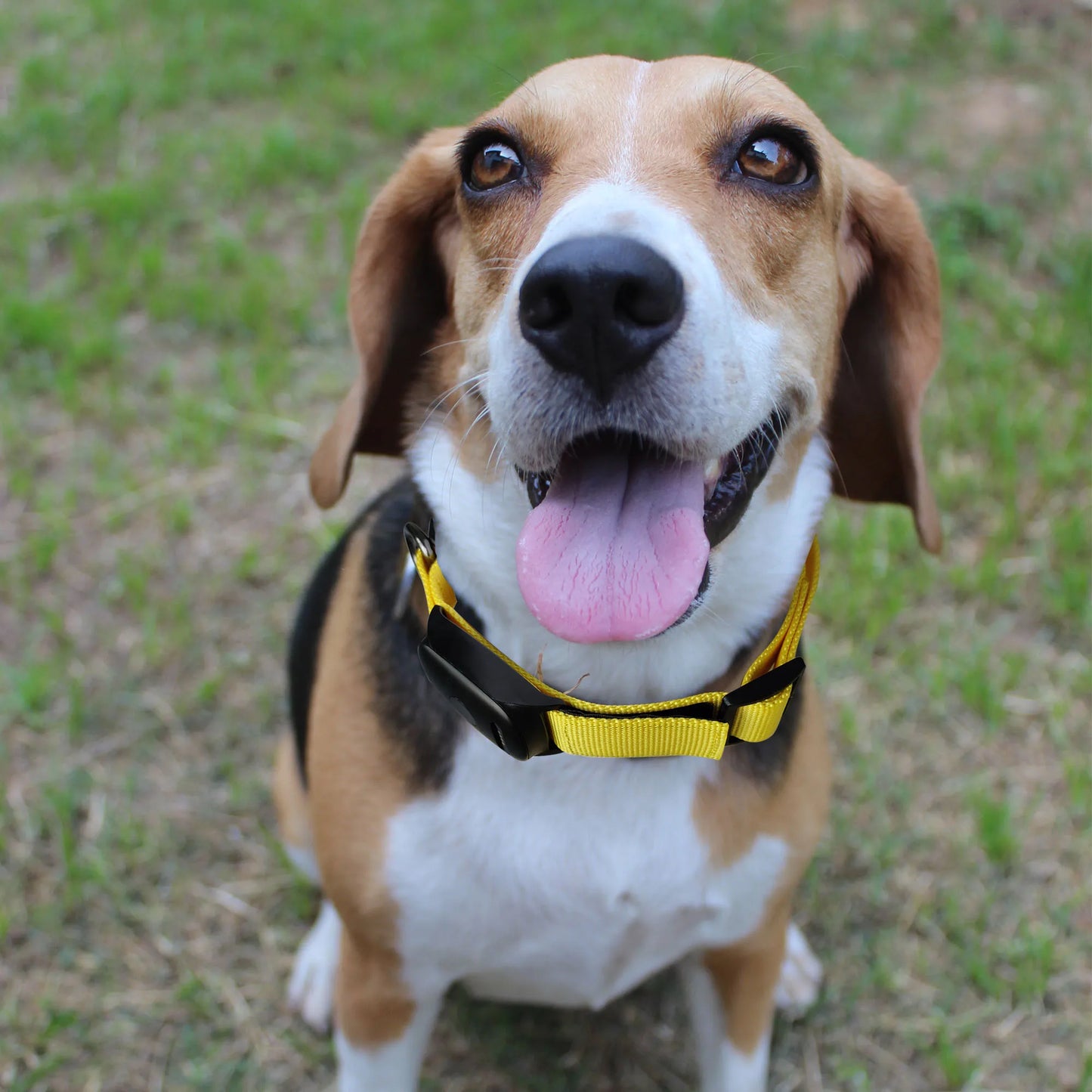 GPS Haustier Tracker mit App – Echtzeit Ortung für Hunde & Katzen | Taggytech